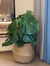 Only you【兩小時(shí)達】散尾葵虎尾蘭天堂鳥(niǎo)盆栽辦公室凈化空氣好養開(kāi)業(yè)喬遷 龜背竹 曬單實(shí)拍圖