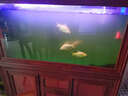 歐庭（OUTING）（送貨到家）中式金龍魚(yú)缸水族箱屏風(fēng)創(chuàng  )意生態(tài)玻璃客廳大型可訂制 150*38*80/70cm側過(guò)濾 曬單實(shí)拍圖