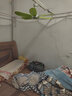 中聯(lián)（ZOLEE）中聯(lián)電風(fēng)扇小吊扇小型迷你風(fēng)扇床上用風(fēng)扇家用蚊帳扇學(xué)生宿舍電風(fēng)扇6葉大風(fēng)力微風(fēng)扇zolee語(yǔ)音聲控 扇面尺寸45CM六頁(yè)+2米開(kāi)關(guān)延長(cháng)線(xiàn) 曬單實(shí)拍圖