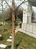 慧祥 戶(hù)外園林幼兒園擺件花園庭院裝飾品仿真動(dòng)物樹(shù)脂小松鼠擺件 松鼠三只 曬單實(shí)拍圖