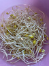 有機匯 豆芽菜 新鮮黃豆芽 新鮮蔬菜 孕產(chǎn)食材 產(chǎn)地直發(fā) 250g 曬單實(shí)拍圖