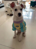 MIKI PAD狗狗衣服小型犬透氣春秋款薄款T恤泰迪比熊雪納瑞貓衣服可牽引 撞色T恤【帶牽引環(huán)】 L胸圍47cm（參考體重8-11斤） 曬單實(shí)拍圖