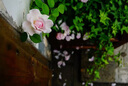 花架攀爬鐵線蓮爬藤架花墻爬藤支架絲瓜架室外柵欄圍欄院子圍墻護欄戶外蔬菜架子月季爬藤架鐵藝柵欄花池圍欄 綠色單件(寬50高180)現(xiàn)貨 曬單實拍圖