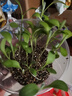 小花農(nóng)水培植物觀察盒綠植豆芽容器生長種植學(xué)生兒童盆栽幼兒園實(shí)驗(yàn)作業(yè) 水培芽菜-空心菜 【無土種植】 曬單實(shí)拍圖