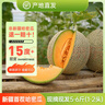 【順豐空運】新疆哈密瓜產(chǎn)地直發(fā)天蜜九號甜瓜新鮮水果整箱批發(fā) 黃皮至愛哈密瓜2頭（凈重6-7斤） 曬單實拍圖