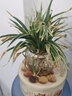 金邊吊蘭水培植物盆栽室內(nèi)綠植花卉好養(yǎng)植物四季客廳清新空氣花草 大棵金邊吊蘭【兩棵】含玻璃花瓶 不含盆 曬單實拍圖