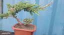 疏影暗香 迎客松造型盆栽真樹(shù)盆景室內外松柏地柏造型盆景辦公室庭院景觀(guān) 3年苗30cm左右 曬單實(shí)拍圖