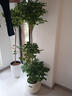 愛(ài)優(yōu)尚香水檸檬樹(shù)盆栽綠植大型室內(nèi)客廳植物吸甲醛陽(yáng)臺(tái)四季好養(yǎng)源頭直發(fā) 曬單實(shí)拍圖