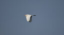 適馬（SIGMA） 150-600mm F5-6.3 DGOS HSM全畫幅防抖打鳥長焦鏡頭C版鏡頭 尼康口 曬單實拍圖