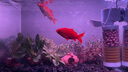 亞峰（yafeng）魚(yú)缸過(guò)濾器過(guò)濾循環(huán)系統(tǒng)小型過(guò)濾泵三合一氧氣泵一體凈水神器內(nèi)置 25W 升級(jí)款 33CM三層/ 標(biāo)準(zhǔn)套餐（帶鴨嘴） 曬單實(shí)拍圖