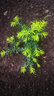 宸華照明（King wua Bright） LED植物生長(zhǎng)補(bǔ)光燈溫室育苗紅藍(lán)光合作用燈防水植物燈管 0.6米10W多肉類【紅5：藍(lán)1】 曬單實(shí)拍圖