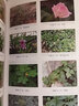 藥用植物學(xué)基礎(chǔ)（第3版）/全國醫(yī)藥中等職業(yè)教育藥學(xué)類“十四五”規(guī)劃教材（第三輪） 曬單實拍圖