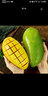 青尊園廣西百色桂七芒 新鮮桂七香芒果當季水果甜青皮大芒果孕婦水果 3斤 嘗鮮裝 曬單實(shí)拍圖