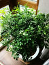 亞招 獨桿米蘭九里香盆栽花四季開(kāi)花不斷室內香花植物凈化空氣老樁 曬單實(shí)拍圖