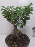 盆栽  榕樹(shù)  四季常青耐寒榕樹(shù)造型樹(shù)樁盆景苗室內植物人參榕小葉榕樹(shù)盆栽綠植 大人參榕30-35厘米含簡(jiǎn)易盆 不含盆 曬單實(shí)拍圖