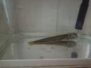 越鯰冷水觀賞魚山坑原生態(tài)耐活溪魚黃金招財(cái)小山鯰魚稀有好養(yǎng)耐活 黃金招財(cái)鯰魚9-11厘米1條 曬單實(shí)拍圖