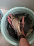 儒煜 紅色風(fēng)暴鯽魚餌料紅蟲風(fēng)暴大鯽終結(jié)者四季腥香味釣魚野釣魚餌 大鯽終結(jié)者+新紅蟲風(fēng)暴 2包共800g 曬單實(shí)拍圖