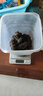 曉琴水產(chǎn)（Xiaoqin Aquatic Product） 九年深海高品質(zhì)淡干生海參50g干貨 曬單實(shí)拍圖