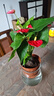 紅掌水培盆栽室內(nèi)易養(yǎng)水生花卉白掌綠植一帆風順客廳觀花植物粉掌 紅掌1顆（不含其他） 整體高度（28-35cm） 曬單實拍圖