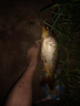 老鬼（OLDGHOST） 老鬼918魚(yú)餌料2號(hào)3#釣餌速功魚(yú)料秋冬季野釣鯽魚(yú)鯉魚(yú)配方腥味 【兩包】九一八香300g*2包 曬單實(shí)拍圖