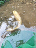 富源百川大物線組綁好的線組魚線主線組成品組合套裝水庫(kù)青鱘巨物釣大魚 2卷裝 4.8米 -巔覆大物線組 12號(hào) 曬單實(shí)拍圖