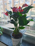 小冤家紅掌盆栽綠植物四季開(kāi)花觀(guān)賞綠植土養辦公室內客廳紅掌吸水懶人盆 曬單實(shí)拍圖