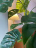 掬涵高端仿真綠植大型植物龜背竹樹(shù)盆景綠植客廳辦公室網(wǎng)紅假盆栽裝飾 24.5cm草編筐+龜背竹(高180cm) 曬單實(shí)拍圖