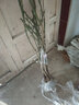 藍馨花苑嫁接柚子樹(shù)苗南方北方種植盆栽地栽陽(yáng)臺庭院果樹(shù)苗柚子苗當年結果 金絲柚 3年苗 明年結果少量 曬單實(shí)拍圖