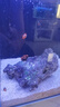 興國海（Singoseafarm）四驅車(chē)蝦虎 蟹眼蝦虎 活體海水魚(yú)翻砂沙鉆石哨兵 快遞包活興國海 四驅車(chē)蝦虎3-5cm 曬單實(shí)拍圖