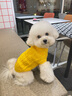 MOEPIE狗狗衣服秋冬款毛衣全棉泰迪比熊雪納瑞柴犬保暖寵物冬裝背心 黃色 M（推薦5-7斤狗狗） 曬單實(shí)拍圖