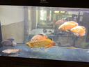 馬印神燈 金龍魚專用燈 魚缸燈LED防水燈雙模式金藍(lán)白增艷燈草燈 142CM金光39W/藍(lán)光43.5W 雙光可切換 曬單實拍圖
