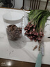 貴州三奈正宗五香草苗茴香菖蒲隨手香帶根發(fā)貨可食用盆栽三奈草 新鮮山奈帶根3斤 曬單實(shí)拍圖