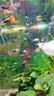 勛貍粑 魚(yú)缸背景紙水族箱壁紙3D高清背景畫(huà)立體裝飾貼畫(huà)仿真底 80cm高152cm長(cháng) 曬單實(shí)拍圖