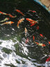 寸金魚食錦鯉魚專用螺旋藻錦鯉飼料室內(nèi)室外通用錦鯉魚糧 中顆粒5mm 10kg 曬單實(shí)拍圖