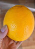 青尊園夏橙湖北夏橙新鮮水果當季整箱現發(fā)冰糖甜臍橙倫贛晚南榨汁橙子 3斤 曬單實(shí)拍圖