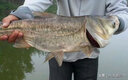 川澤魚(yú)漂高靈敏醒目加粗底釣翻身快納米魚(yú)漂棗核浮漂野釣鯽魚(yú)鯉魚(yú)浮漂NC05 3號底釣行程 鉛2.6g 2目加粗尾【兩支裝】 曬單實(shí)拍圖