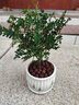 可之源不需要陽(yáng)光的植物喜陰花卉新房子除甲醛去異味驅蚊蟲(chóng)室內易養活 3年清香木盆栽含荷葉陶瓷盆送肥 曬單實(shí)拍圖