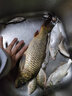 池海鯉先生夜光漂納米電子漂高靈敏醒目鯽鯉魚(yú)無(wú)影夜釣魚(yú)漂 新款鯉先生電子漂L-35(電池型號：CR425) 3號一支 曬單實(shí)拍圖