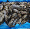 1號(hào)會(huì)員店 泰國(guó)活凍黑虎蝦 斑節(jié)對(duì)蝦 海鮮水產(chǎn) 凈重2斤（31-40只） 曬單實(shí)拍圖