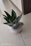 綠有意蘆薈盆栽室內除甲醛凈化空氣綠植物辦公桌多肉四季好養花卉仙人掌 【3盆實(shí)惠】大號蘆薈(原土盆) 含盆 曬單實(shí)拍圖