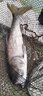 斯翼安 救生衣腰帶自動充氣浮力便攜專業(yè)釣魚路亞車載大人馬甲裝備救生圈 汽車防溺水3秒急救腰帶 天空藍自動款 曬單實拍圖