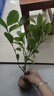 中夢(mèng)盆栽濃香型庭院花卉好養(yǎng)植物四季開(kāi)花帶花苞開(kāi)花不斷 濃香花卉客 黃花含笑 二年苗 曬單實(shí)拍圖