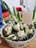 傾顏水仙花種球水培室內花卉水仙花綠植水培花卉盆栽植物洋水仙花卉 水仙小球8個(gè)（盆+營(yíng)養土） 曬單實(shí)拍圖