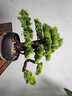 一木代傳 仿真盆景迎客松綠植禪意擺件新中式創(chuàng)意家居裝飾品開業(yè)喬遷禮物 八方聚財(cái)-迎客松 曬單實(shí)拍圖