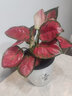 吉利中國紅盆栽室內(nèi)花卉如意皇后萬年紅萬年青水培好養(yǎng)辦公室植物 吉利紅簡裝(不含盆) 帶盆栽好 曬單實拍圖
