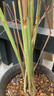 香茅草苗帶根帶泥香茅苗泰國檸檬草盆栽香味濃郁可食用t2 20株 不含盆 曬單實(shí)拍圖