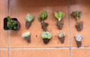 多肉植物多肉盆栽綠植花卉萌肉肉室內(nèi)桌面植物盆栽組合套裝 艷日輝4-6cm 不含盆 曬單實拍圖