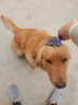 嬉皮狗（hipidog）寵物梳子狗狗開(kāi)結除毛專(zhuān)用刷狗長(cháng)毛貓咪去浮毛泰迪金毛梳毛刷神器 藍黃大號22齒 無(wú)規格 曬單實(shí)拍圖