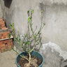 阿木木 香水檸檬苗 青檸檬樹苗 庭院陽臺(tái)南方北方種植盆栽地栽果樹苗 香水檸檬 四年苗當(dāng)年結(jié)果 曬單實(shí)拍圖