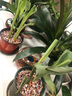 美人蕉花卉盆栽綠植庭院植物陽臺花園庭院水景觀濕地四季開花綠植 美人蕉植株5株混色 曬單實(shí)拍圖